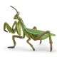 Praying mantis