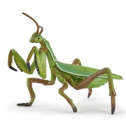 PRAYING MANTIS