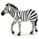 MALE ZEBRA
