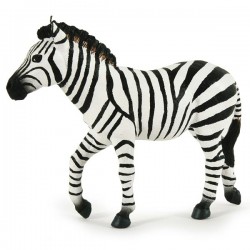 MALE ZEBRA
