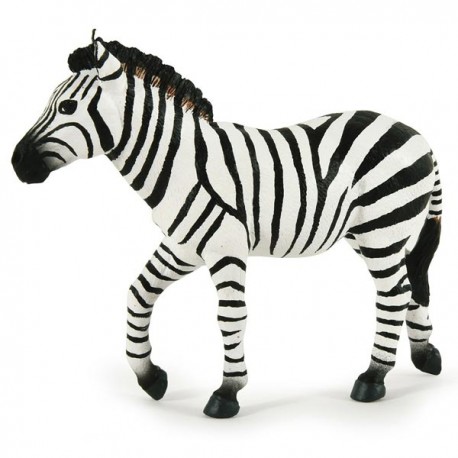 MALE ZEBRA