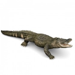 ALLIGATOR