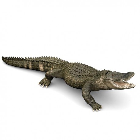 ALLIGATOR