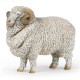 MERINO SHEEP