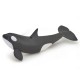 KILLER WHALE CALF