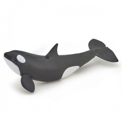 KILLER WHALE CALF