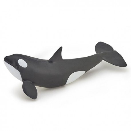 Killer whale calf