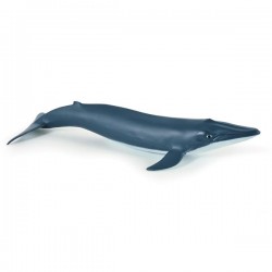 BLUE WHALE CALF