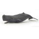 SPERM WHALE CALF
