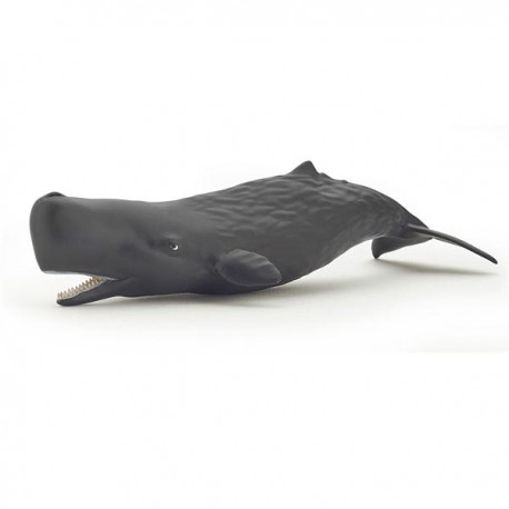 SPERM WHALE CALF