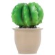 Lamp Cactus in Flower Pot