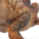 SPINOSAURUS AEGYPTIACUS - LIMITED EDITION