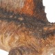 SPINOSAURUS AEGYPTIACUS - LIMITED EDITION