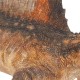 Spinosaurus Aegyptiacus - Limited Edition