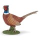 Pheasant