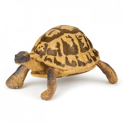 TORTUE D'HERMANN