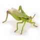 GRASSHOPPER