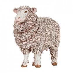 Merinos sheep