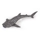 JEUNE REQUIN BALEINE