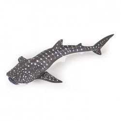 YOUNG WHALE SHARK