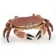 Crab