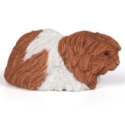 COCHON D'INDE