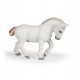 Percheron blanc