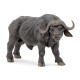 African buffalo