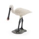 COMMON SPOONBILL