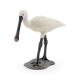 Common spoonbill