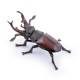 STAG BEETLE