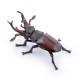 Stag beetle