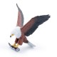 AIGLE PÊCHEUR