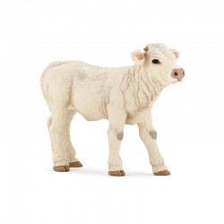 Charolais calf