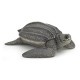 Leatherback turtle