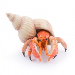 HERMIT CRAB