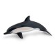 COMMON DOLPHIN