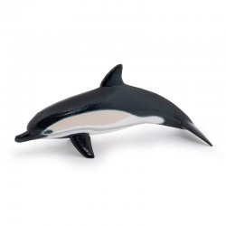 COMMON DOLPHIN