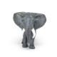 Large African elephant