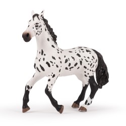 Large Appaloosa horse