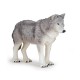 Large wolf