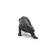 BLACK LEOPARD