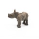 Rhinoceros calf