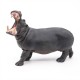 Hippopotamus adult