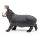 Hippopotame adulte