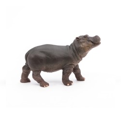 Hippopotamus calf