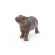 Hippopotamus calf