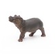 Hippopotamus calf