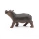 Hippopotamus calf