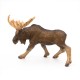 MOOSE
